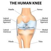 Das menschliche Knie