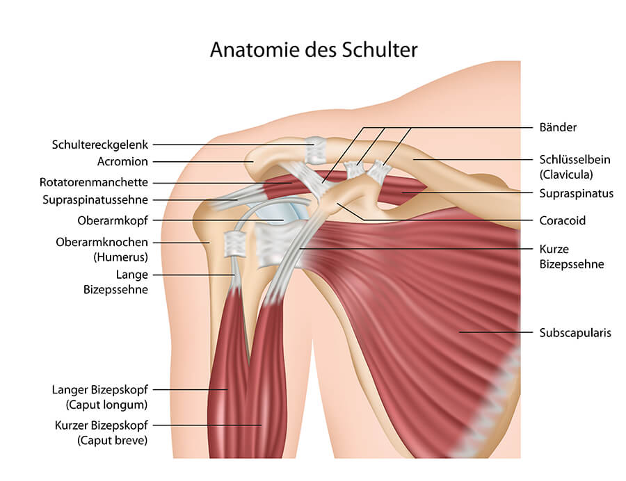 Anatomie der Schulter